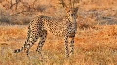 Cele mai rapide animale din lume