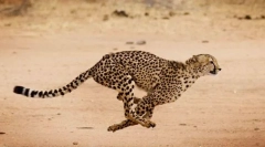 Cele mai rapide animale