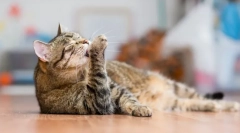 Cele mai curate animale