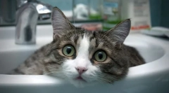 Cele mai tipoase și mai afecționate rase de pisici