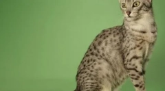 Cele mai multe rase de pisici