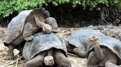 Cele mai multe animale de lungă durată din lume