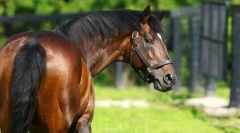 Cei mai scumpi cai din lume