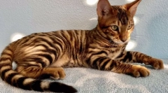 Cele mai scumpe rase ale pisicilor