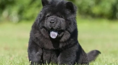 Cele mai scumpe rase de câini