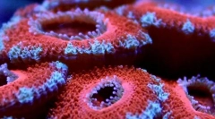 Cei mai vechi locuitori marini