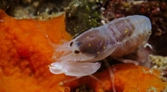 Cele mai puternice animale din lume