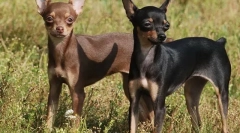 Cele mai renumite rase nerecunoscute de câini (cu fotografii)
