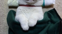 Cele mai cunoscute pisici și pisici de pe internet