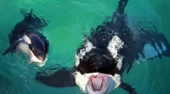 Cele mai renumite balene tobast