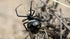 Cei mai otrăviți păianjeni ai lumii