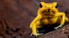 Cele mai otrăvitoare animale din lume