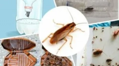 Cele mai eficiente capcane pentru gandaci