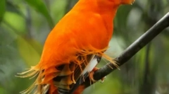 Cele mai frumoase păsări exotice (12 fotografii)