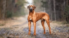 Cele mai frumoase legende despre originea raselor de câini