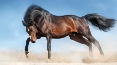 Cei mai frumoși cai din lume