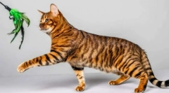 Cele mai frumoase rase de pisica