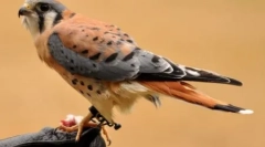 Cele mai frumoase păsări ale planetei (10 fotografii)