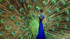 Cele mai frumoase păsări