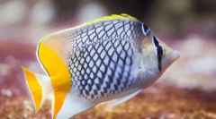 Cele mai frumoase animale din lume