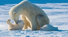 Cei mai mari prădători ai pământului