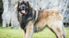 Cele mai mari rase de câini din lume