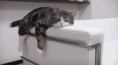 Rasele leneș ale pisicilor