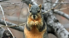 Cele mai drăguțe conturi instagram ale animalelor de companie