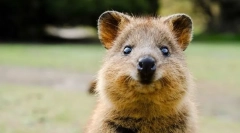 Cele mai drăguțe animale din lume