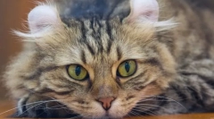 Cele mai neobișnuite rase de pisici