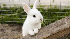 Cele mai nepretențioase animale de companie