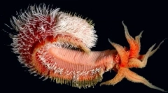 Cele mai incredibile forme de viață găsite la adâncimile oceanului pacific