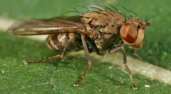 Cele mai periculoase insecte pentru om