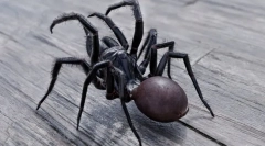 Cei mai periculoși și otrăviți păianjeni din lume