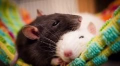 Cele mai periculoase mamifere