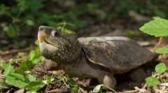 Cele mai periculoase țestoase și șopârle de pe planetă