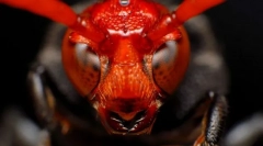 Cele mai periculoase insecte