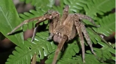 Cei mai periculoși păianjeni