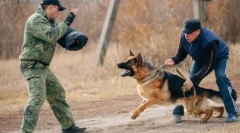 Cele mai periculoase rase ale câinilor