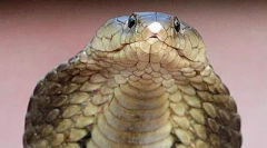 Cele mai periculoase reptile