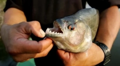 Cel mai periculos pește