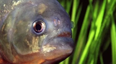 Cele mai periculoase animale de apă