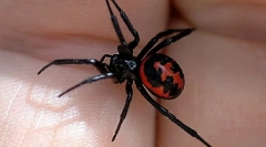 Cele mai periculoase animale, insecte și reptile care locuiesc în rusia (partea 1)