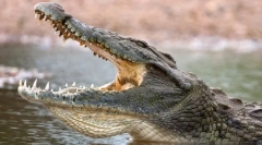 Cele mai periculoase animale din lume