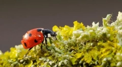 Cele mai utile insecte: top 10 cu fotografii