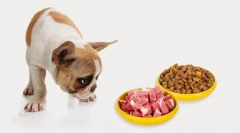 Cele mai populare alimente pentru câine 2019 - pedigri: colara de machiaj și recenzii