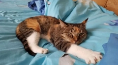 Cele mai populare rase de pisici