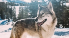 Cele mai populare rase de câine