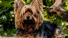 Cele mai populare rase