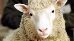 Cele mai populare animale din lume